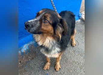 Lewis – der charmante Herzensbrecher mit der Herzchen-Nase!