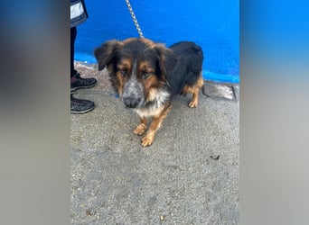 Lewis – der charmante Herzensbrecher mit der Herzchen-Nase!