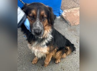 Lewis – der charmante Herzensbrecher mit der Herzchen-Nase!