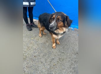 Lewis – der charmante Herzensbrecher mit der Herzchen-Nase!