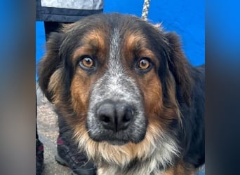 Lewis – der charmante Herzensbrecher mit der Herzchen-Nase!