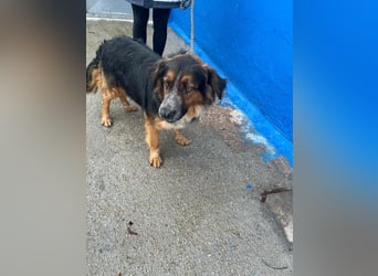 Lewis – der charmante Herzensbrecher mit der Herzchen-Nase!