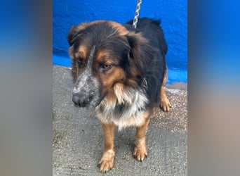 Lewis – der charmante Herzensbrecher mit der Herzchen-Nase!