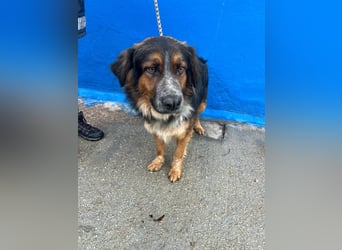 Lewis – der charmante Herzensbrecher mit der Herzchen-Nase!