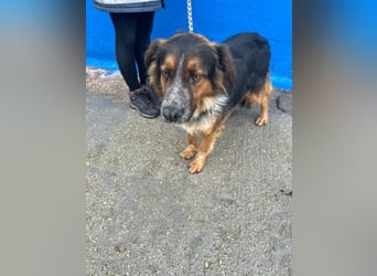 Lewis – der charmante Herzensbrecher mit der Herzchen-Nase!