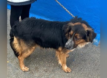 Lewis – der charmante Herzensbrecher mit der Herzchen-Nase!