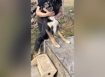 Kacska VA - Sanfter Kämpfer mit großem Herzen