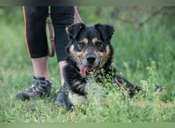 Kacska VA - Sanfter Kämpfer mit großem Herzen
