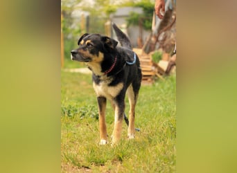 Kacska VA - Sanfter Kämpfer mit großem Herzen