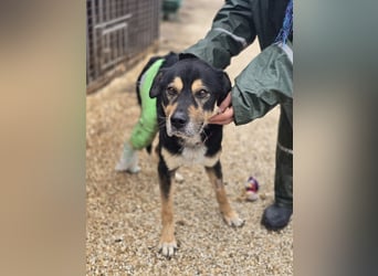 Kacska VA - Sanfter Kämpfer mit großem Herzen