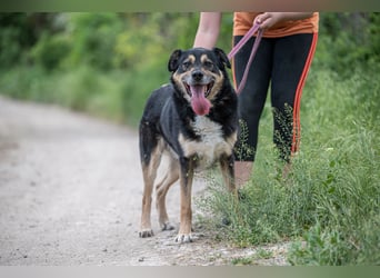 Kacska VA - Sanfter Kämpfer mit großem Herzen