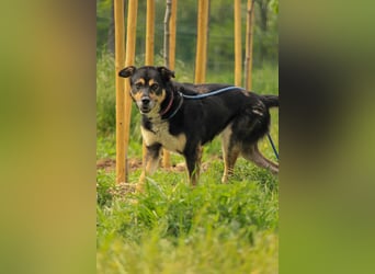 Kacska VA - Sanfter Kämpfer mit großem Herzen