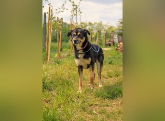 Kacska VA - Sanfter Kämpfer mit großem Herzen