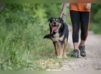 Kacska VA - Sanfter Kämpfer mit großem Herzen