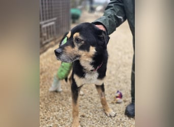 Kacska VA - Sanfter Kämpfer mit großem Herzen