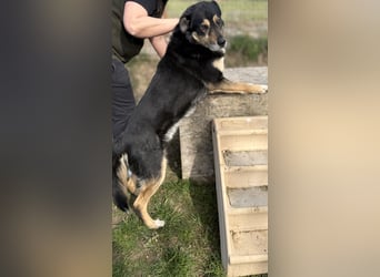 Kacska VA - Sanfter Kämpfer mit großem Herzen