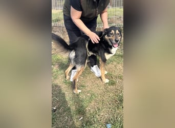 Kacska VA - Sanfter Kämpfer mit großem Herzen