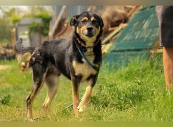 Kacska VA - Sanfter Kämpfer mit großem Herzen