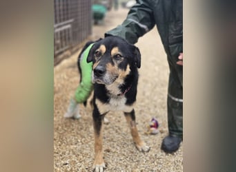 Kacska VA - Sanfter Kämpfer mit großem Herzen