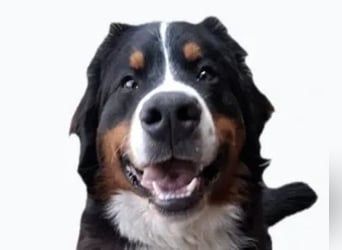 Barney ❤️ treuer Bub mit viel Potenzial