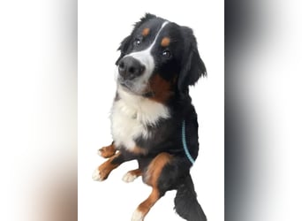 Barney ❤️ treuer Bub mit viel Potenzial