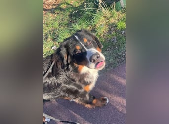 Barney ❤️ treuer Bub mit viel Potenzial