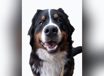 Barney ❤️ treuer Bub mit viel Potenzial