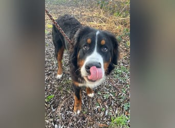 Barney ❤️ treuer Bub mit viel Potenzial