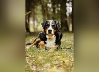 Sturer, lernwilliger Rocky wartet in 25795 Weddingstedt auf ein ruhiges Zuhause.