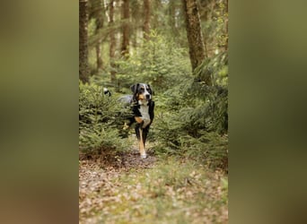 Sturer, lernwilliger Rocky wartet in 25795 Weddingstedt auf ein ruhiges Zuhause.