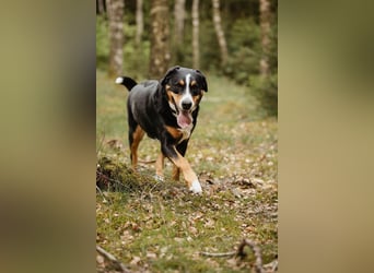 Sturer, lernwilliger Rocky wartet in 25795 Weddingstedt auf ein ruhiges Zuhause.