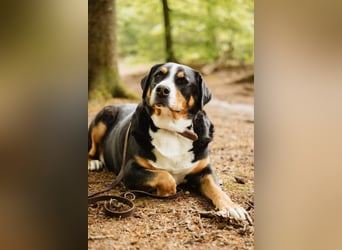 Sturer, lernwilliger Rocky wartet in 25795 Weddingstedt auf ein ruhiges Zuhause.