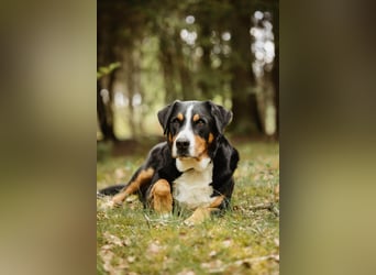 Sturer, lernwilliger Rocky wartet in 25795 Weddingstedt auf ein ruhiges Zuhause.
