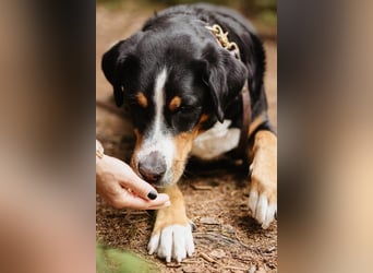 Sturer, lernwilliger Rocky wartet in 25795 Weddingstedt auf ein ruhiges Zuhause.