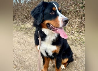 Elfie - ist verspielt,aufgeweckt&neugierig