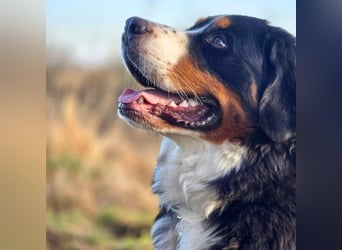 Elfie - ist verspielt,aufgeweckt&neugierig