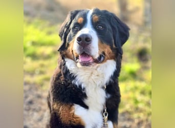 Elfie - ist verspielt,aufgeweckt&neugierig