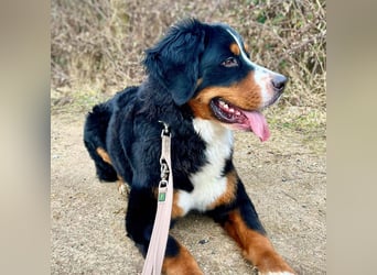 Elfie - ist verspielt,aufgeweckt&neugierig