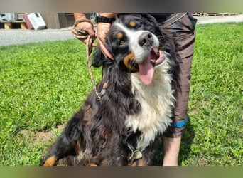 Berner Sennenhund Ben