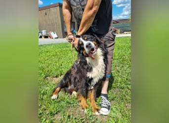 Berner Sennenhund Ben