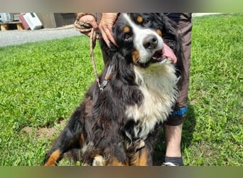 Berner Sennenhund Ben