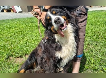 Berner Sennenhund Ben