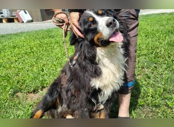 Berner Sennenhund Ben