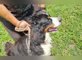 Berner Sennenhund Ben