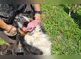 Berner Sennenhund Ben