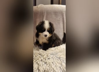 Wunderschöner Berner Sennenhund