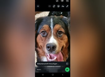 Wunderschöner Berner Sennenhund