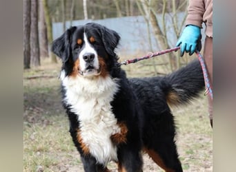 Paule, Berner Sennenhund, geb. 2022, sucht hundeerfahrene, geduldige Besitzer