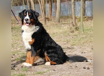 Paule, Berner Sennenhund, geb. 2022, sucht hundeerfahrene, geduldige Besitzer