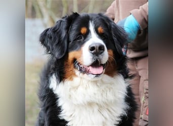 Paule, Berner Sennenhund, geb. 2022, sucht hundeerfahrene, geduldige Besitzer